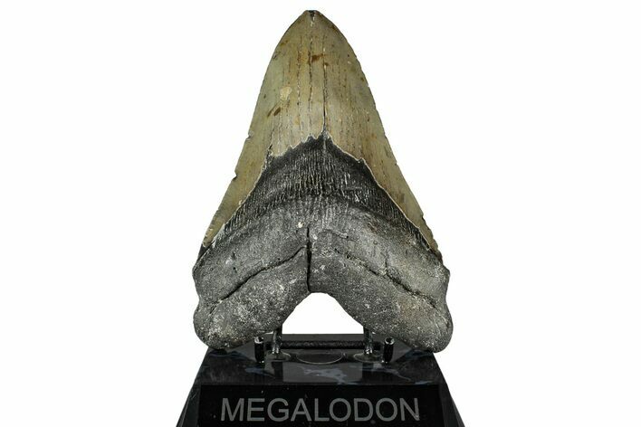 Serrated, Fossil Megalodon Tooth - North Carolina Monster #349337